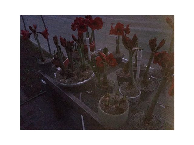 Amaryllis and paperwhites are ready! I&rsquo;ll have a bunch potted up pretty at The Cutest Handmade Market tomorrow, as well as at the @redhillssmallfarmalliance holiday market, and more available for direct orders. Holler!