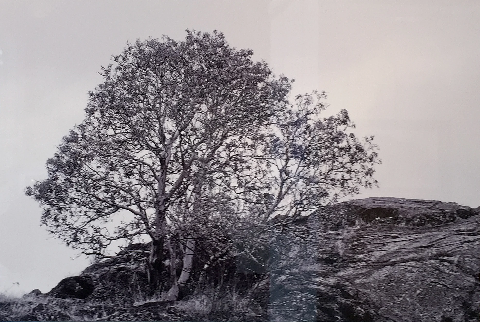 Arbutus on a Promontory Ray Redd copy.jpg