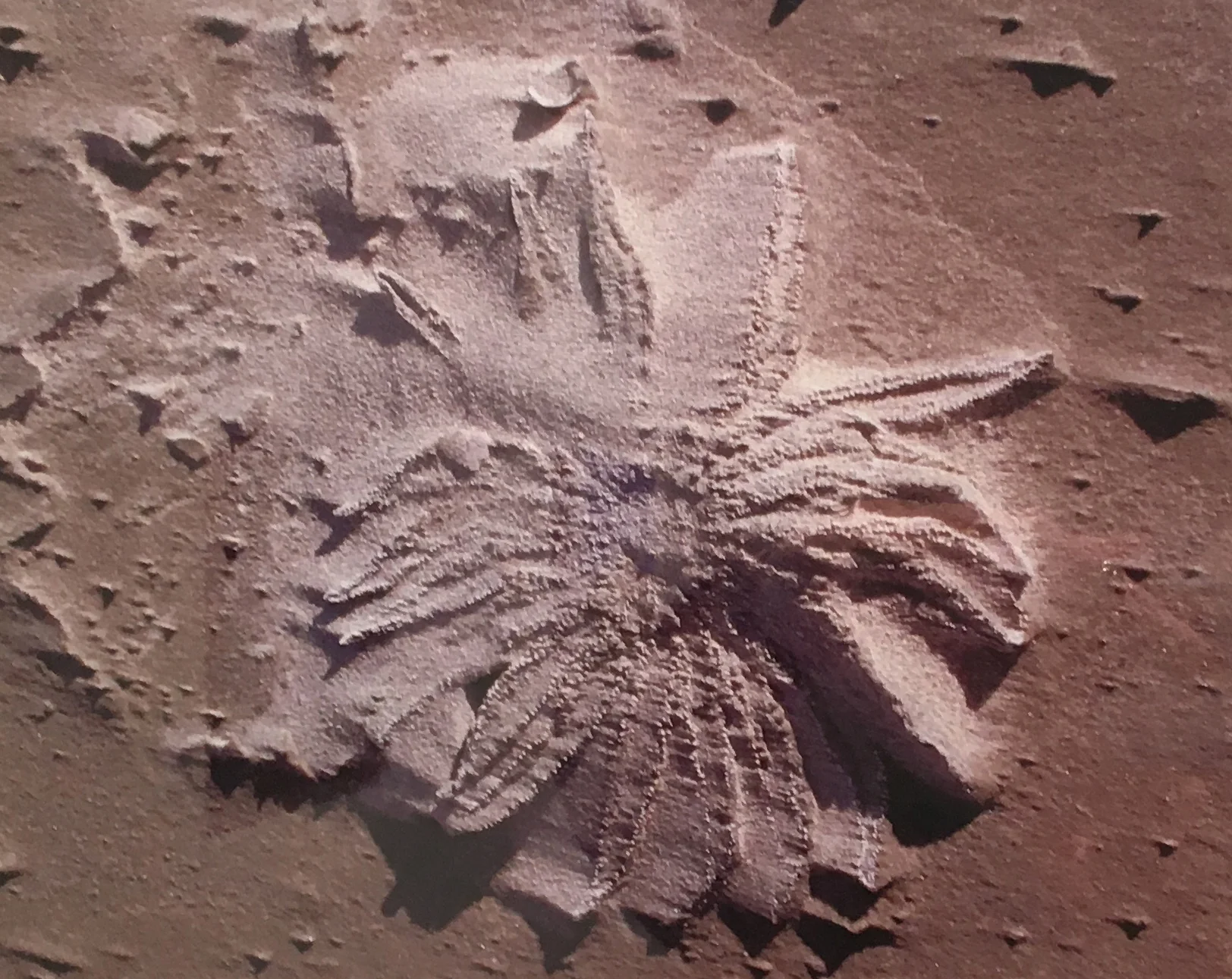 Sea Glyph Elizabeth Atly.jpg