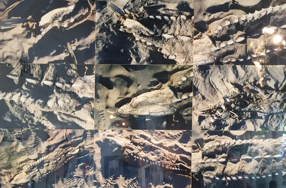 My Contemporaries Fuel Your Lives- Stugeon(Triassic Period-200,000BCE) Elizabeth Atly copy.jpg