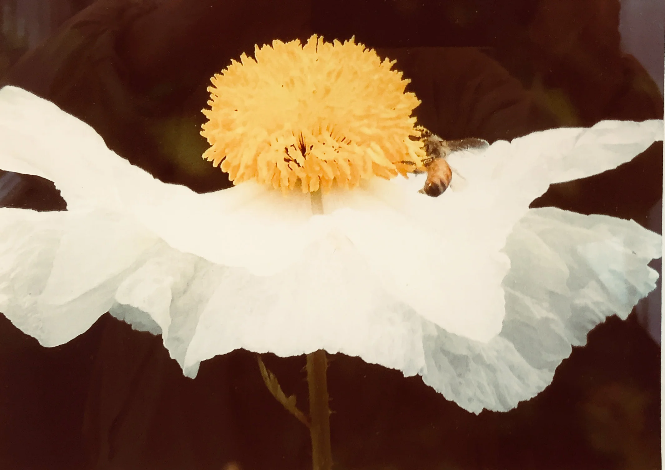 Too Bee-1 Color Joyce Burris.jpg