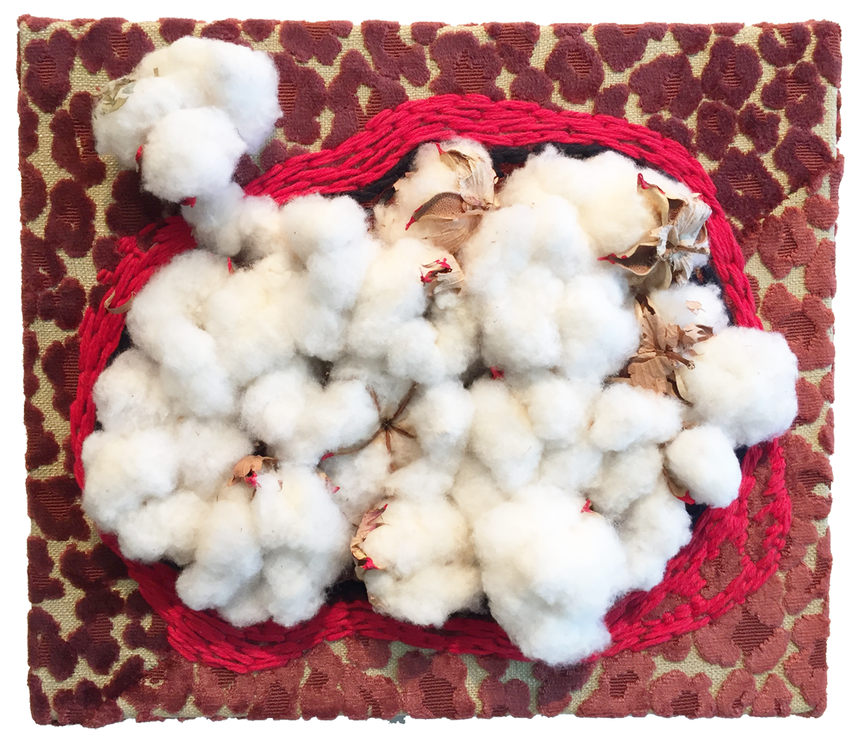 Cotton Field:the Sharp and the Soft M.Anne Sweet