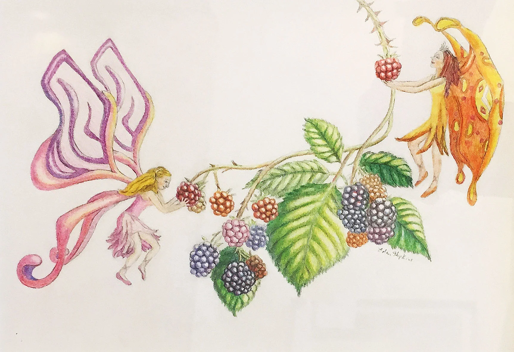 Blackberries Eden Hopkins