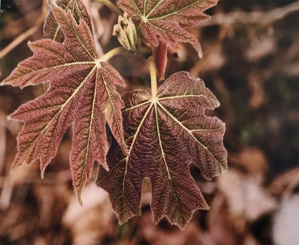 Newly Emerged Maple Leaves Ray Redd