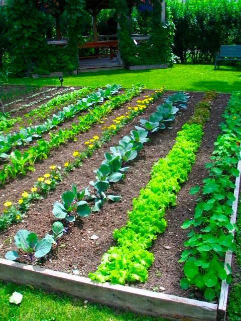 Garden.jpg