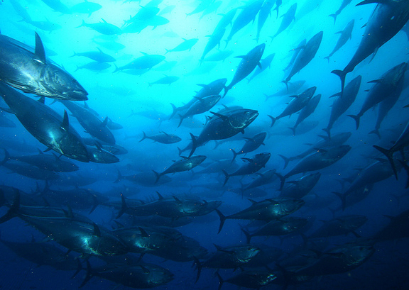 school-of-tuna.jpg