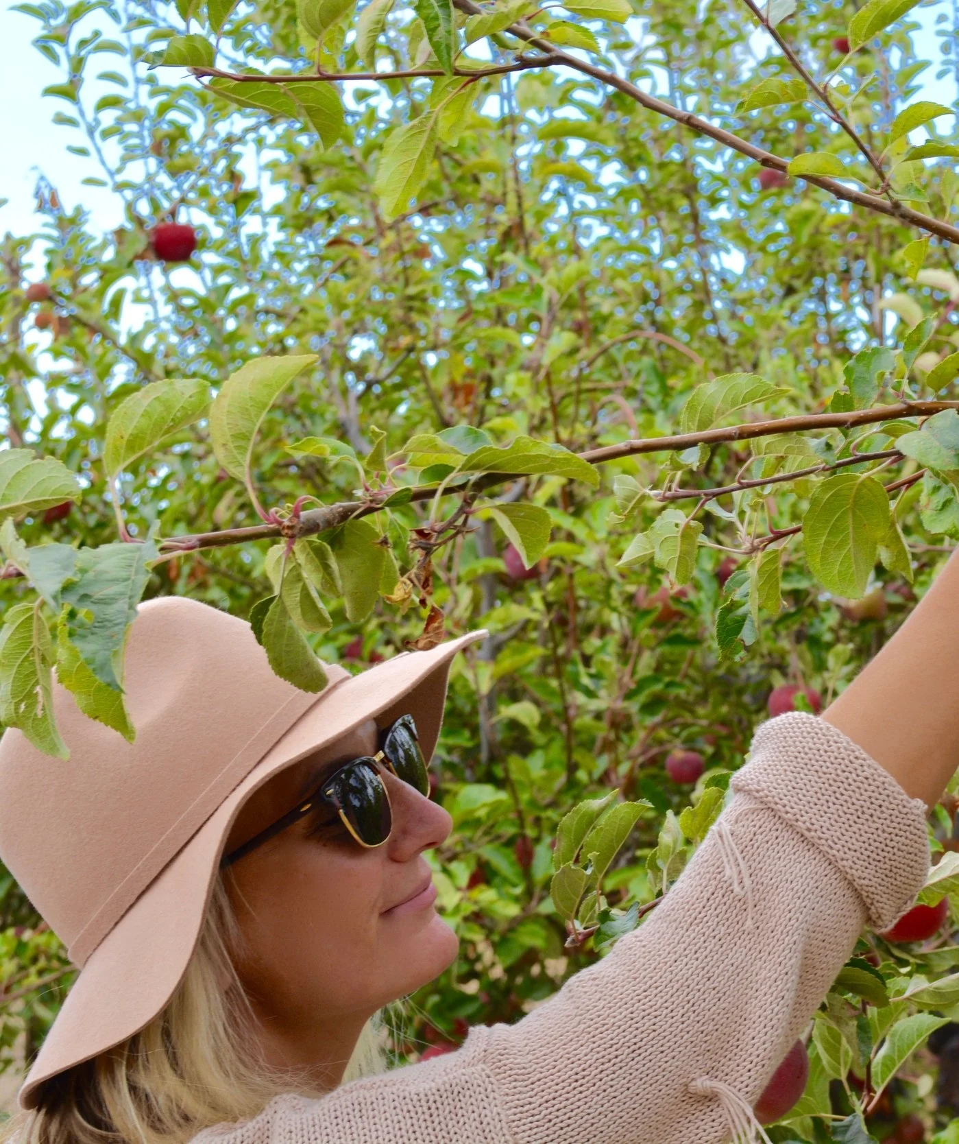 apple picking 
