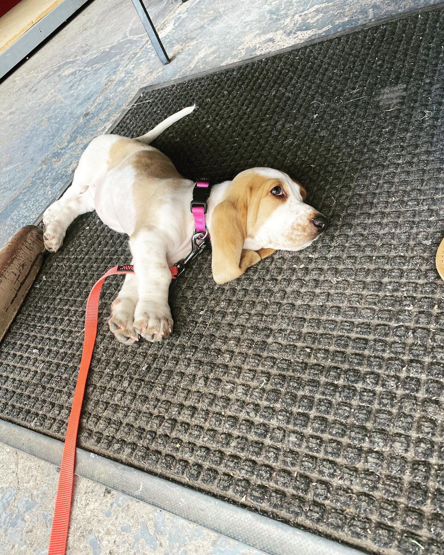 Give a welcome to Betty the Basset. Our new shop dog.