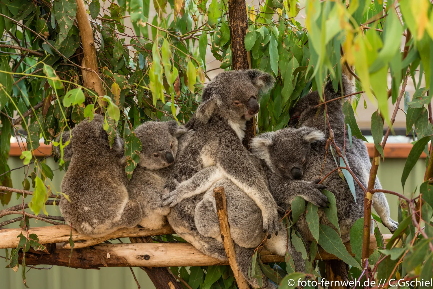 Lone Pine Koala Sanctuary - Brisbane/ Queensland/ Australien