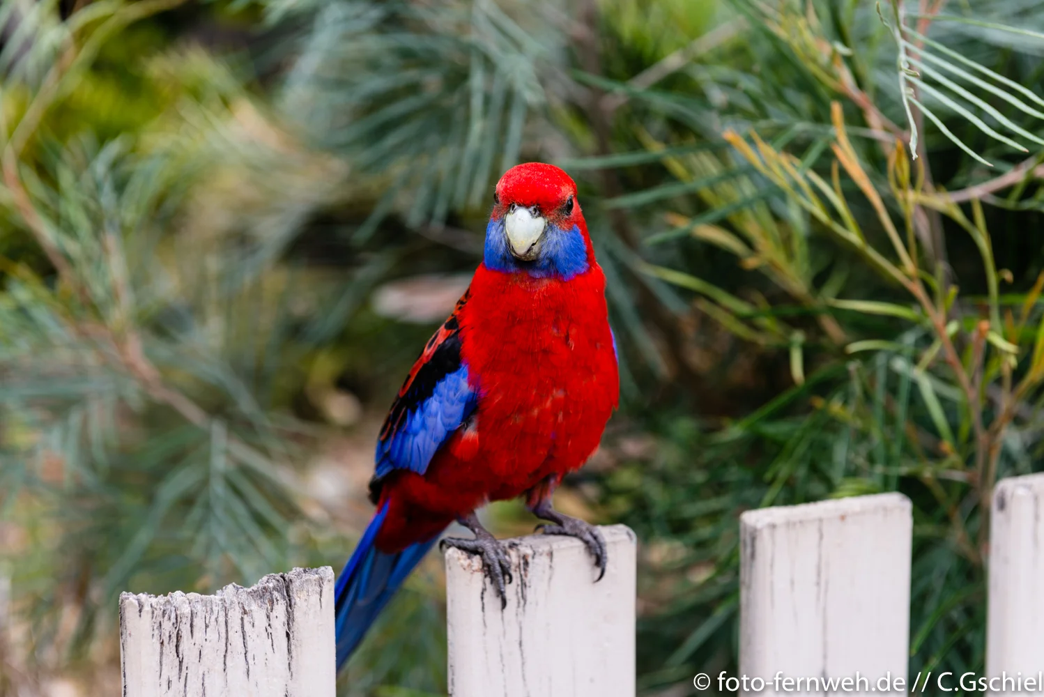 Lamington NP - O'Reilly/ Queensland/ Australien