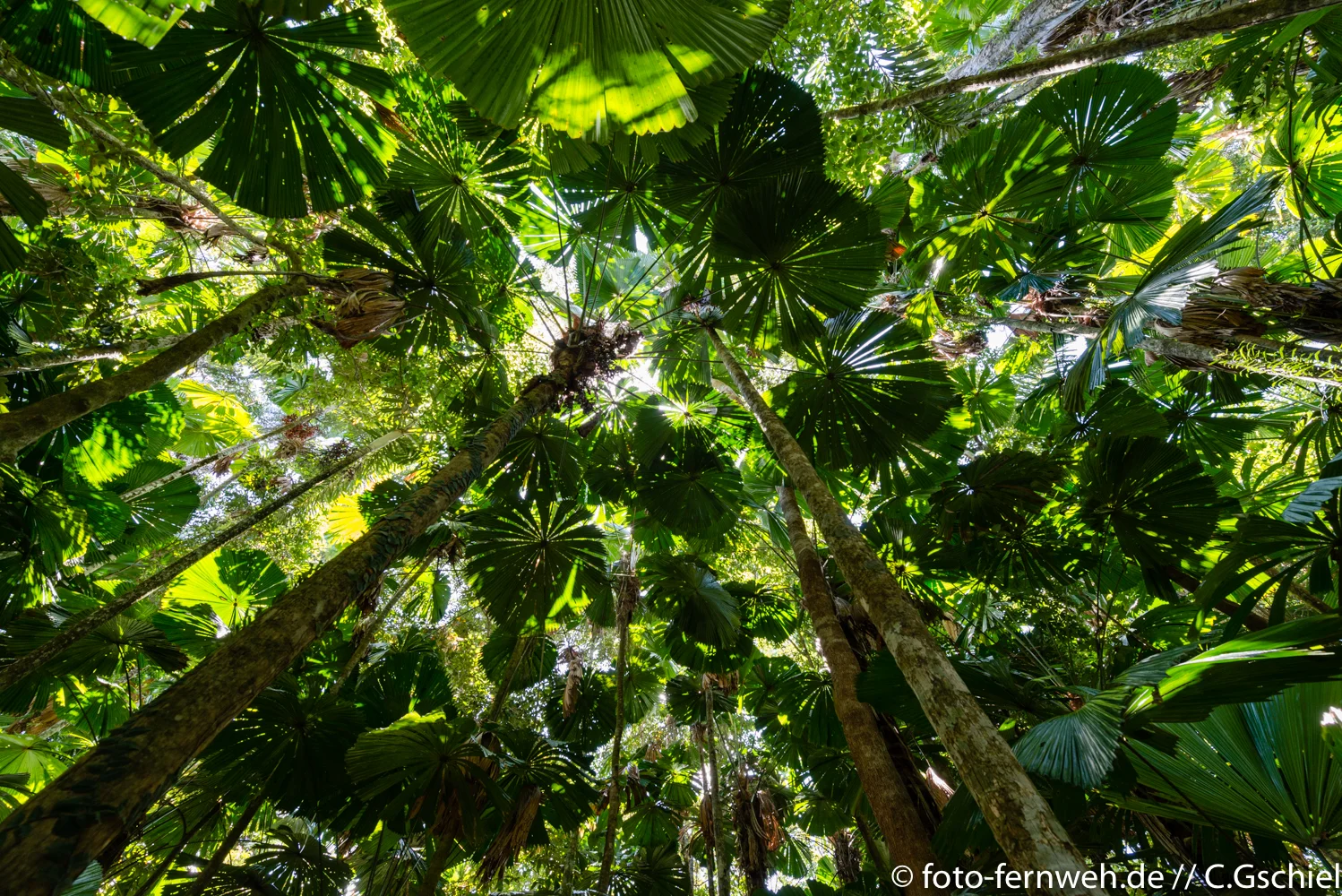 Daintree NP - Australien - 16°5'24" S 145°27'45" E