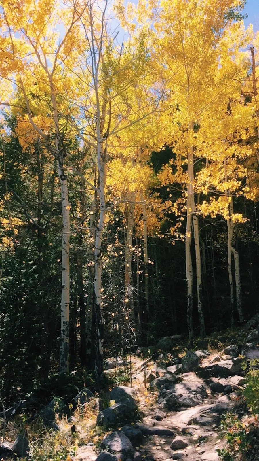 Who Will be Waiting at the Finish Line?