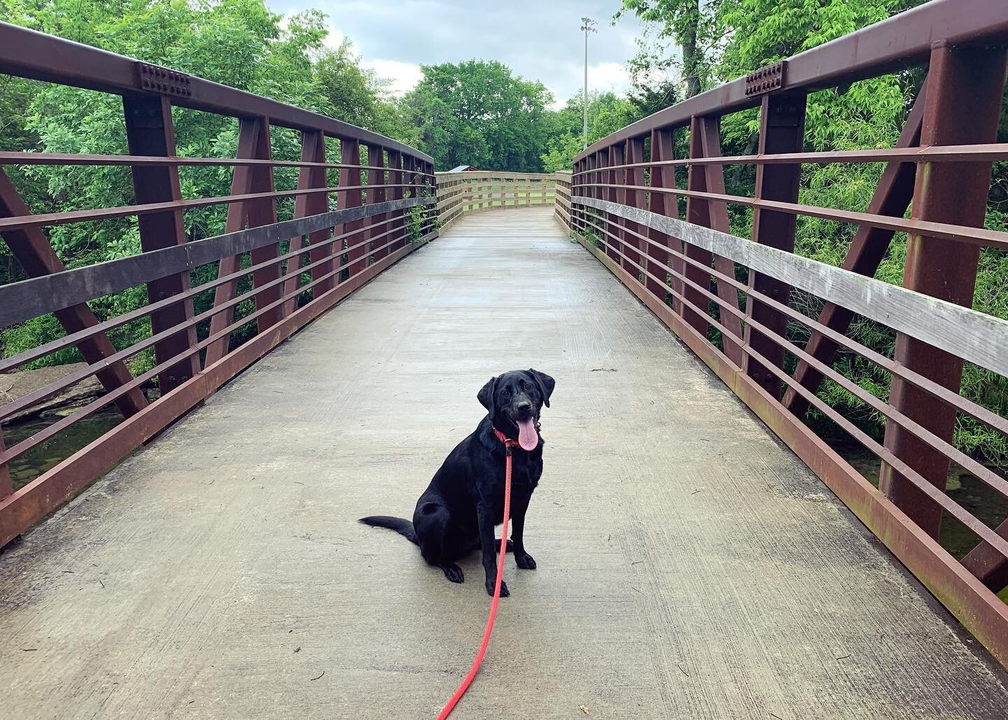 A scenic walk this morning with my photogenic pup and her long tongue. 👅 #bestbuds 
#blacklabsofinstagram #nolensvilletn