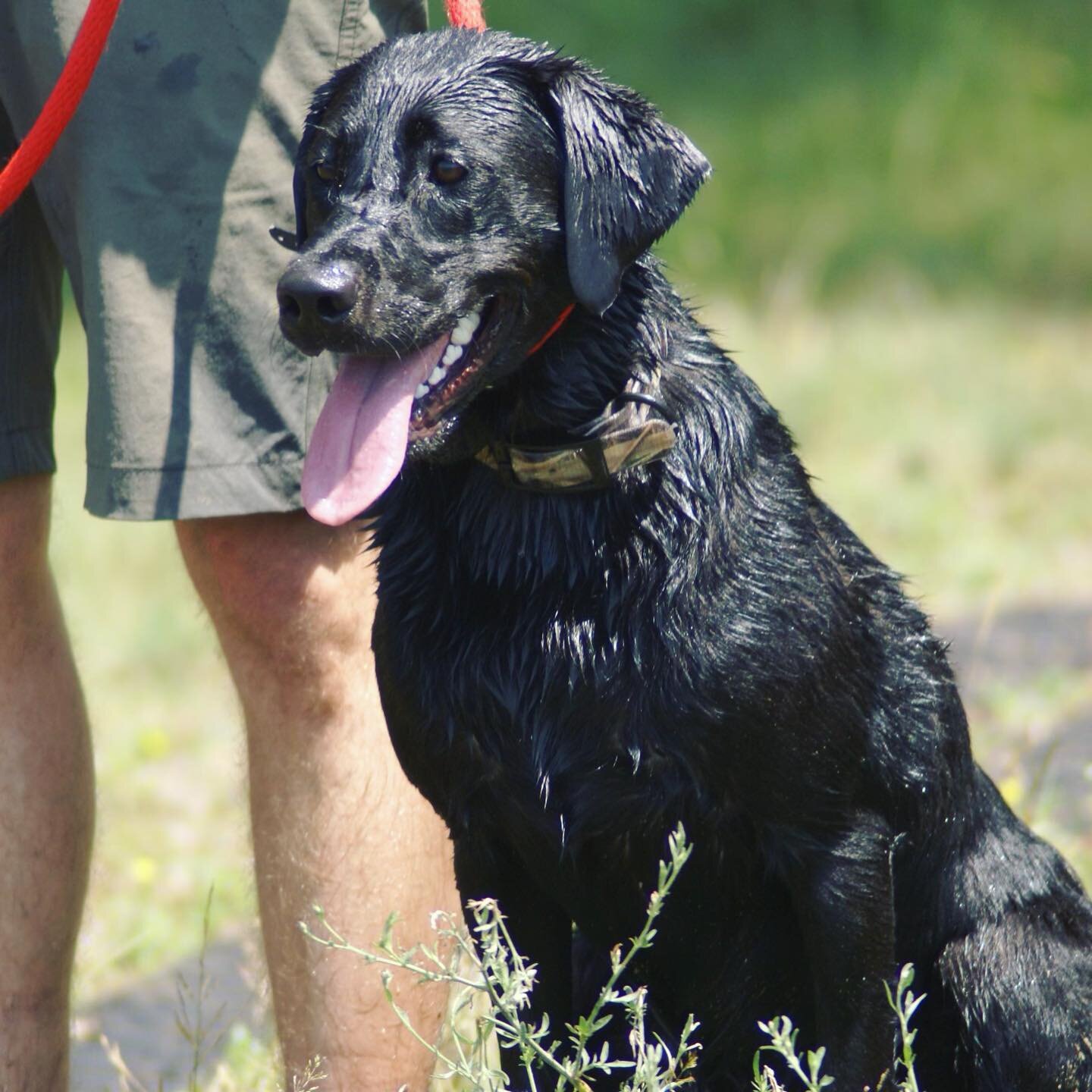 Love this pup! 
#nationaldogday #blacklabsofinstagram