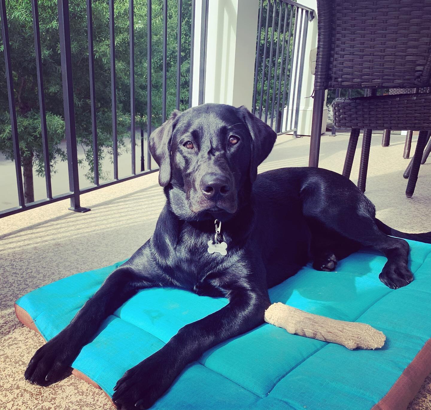 Jackie girl posing for #nationaldogday #blacklabsofinstagram