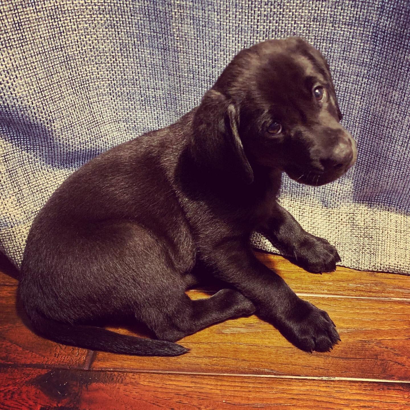 Our new pup is pretty good at stealing hearts. Happy Valentine&rsquo;s Day! #labsofinstagram #blacklabsofinstagram