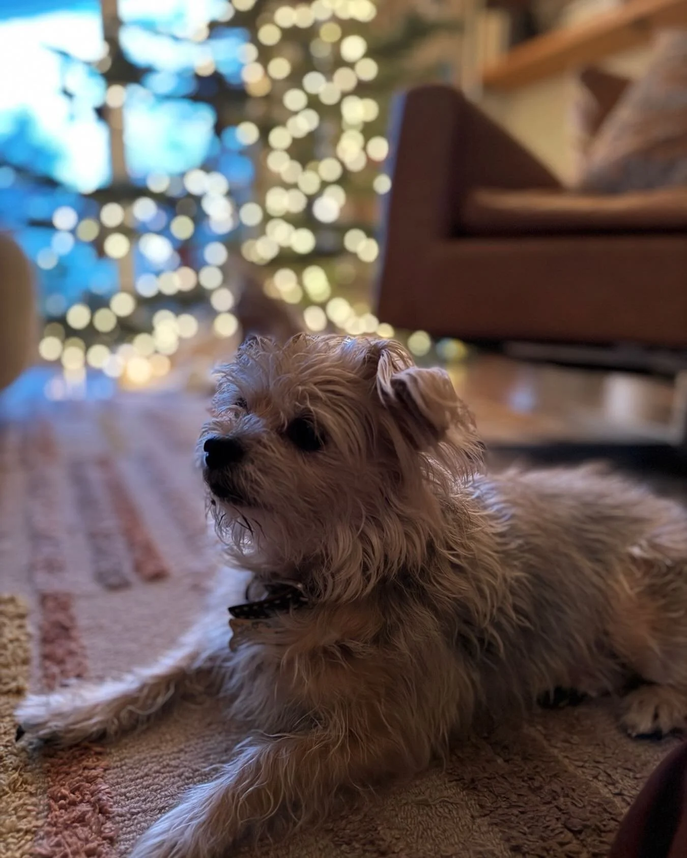 Goodbye sweetest girl, we will miss you forever.