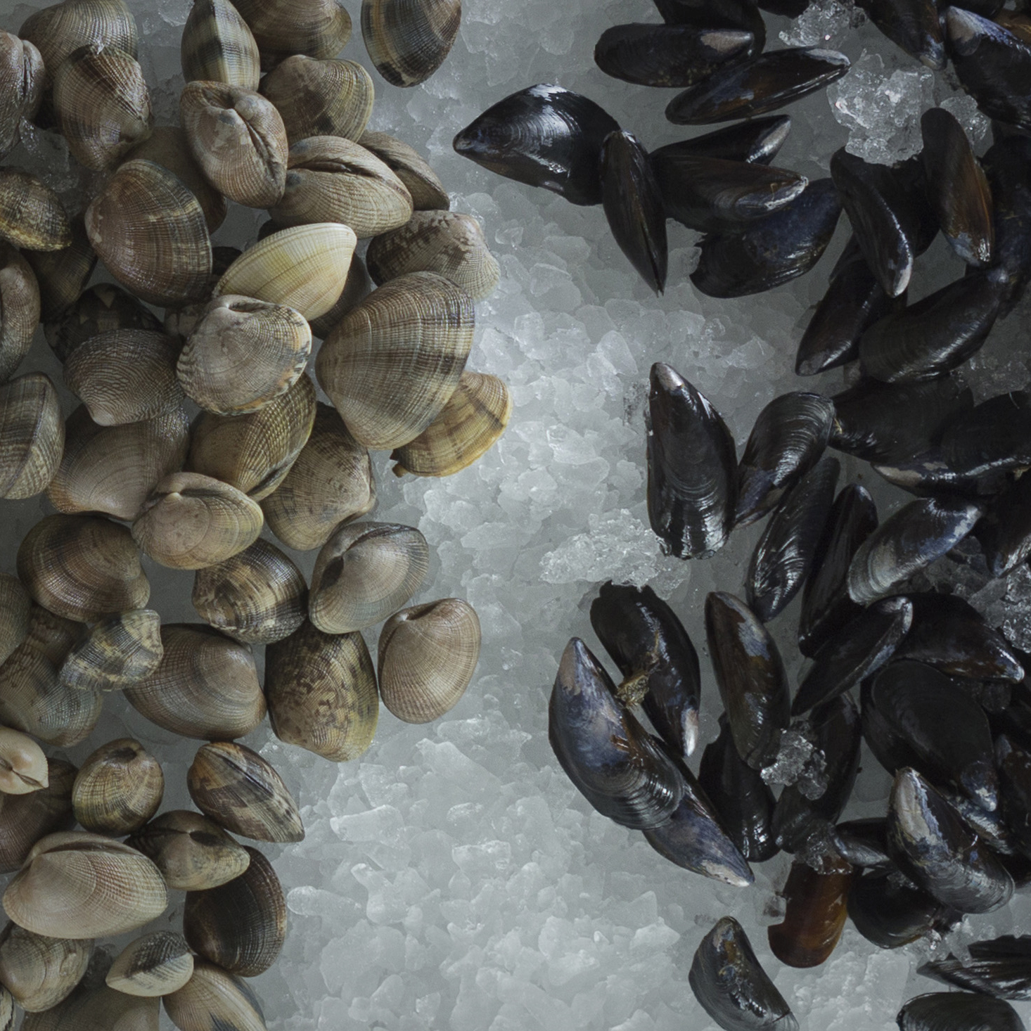 clams & mussels.jpg