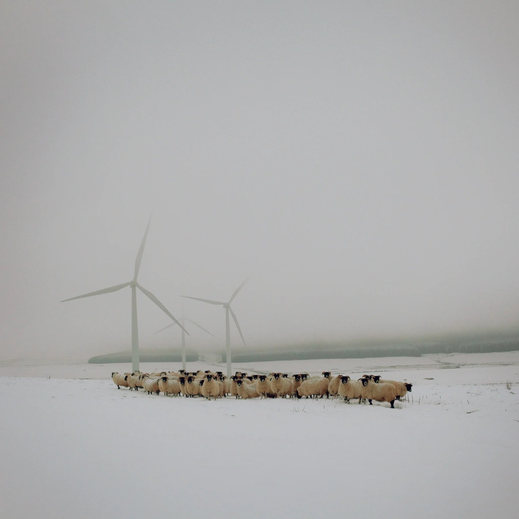 Blackfaced ewes and wind turbines, The Scottish Borders, January 2013. From the series Drawn To The Land // © Sophie Gerrard