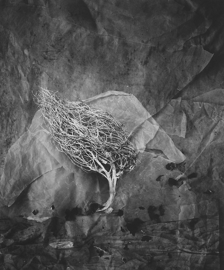 © Catherine Cameron