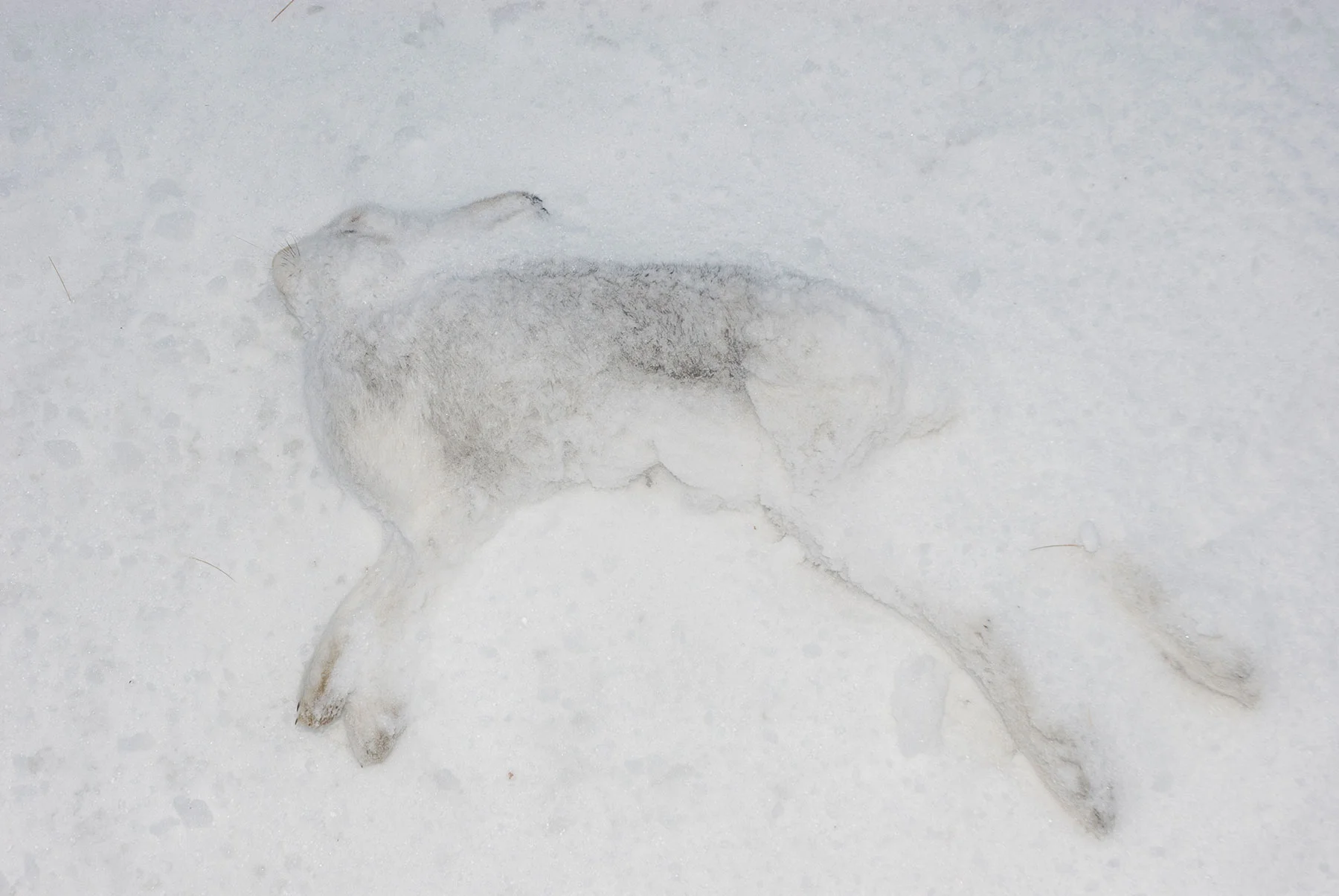 © Natalie Feather // Snow Hare