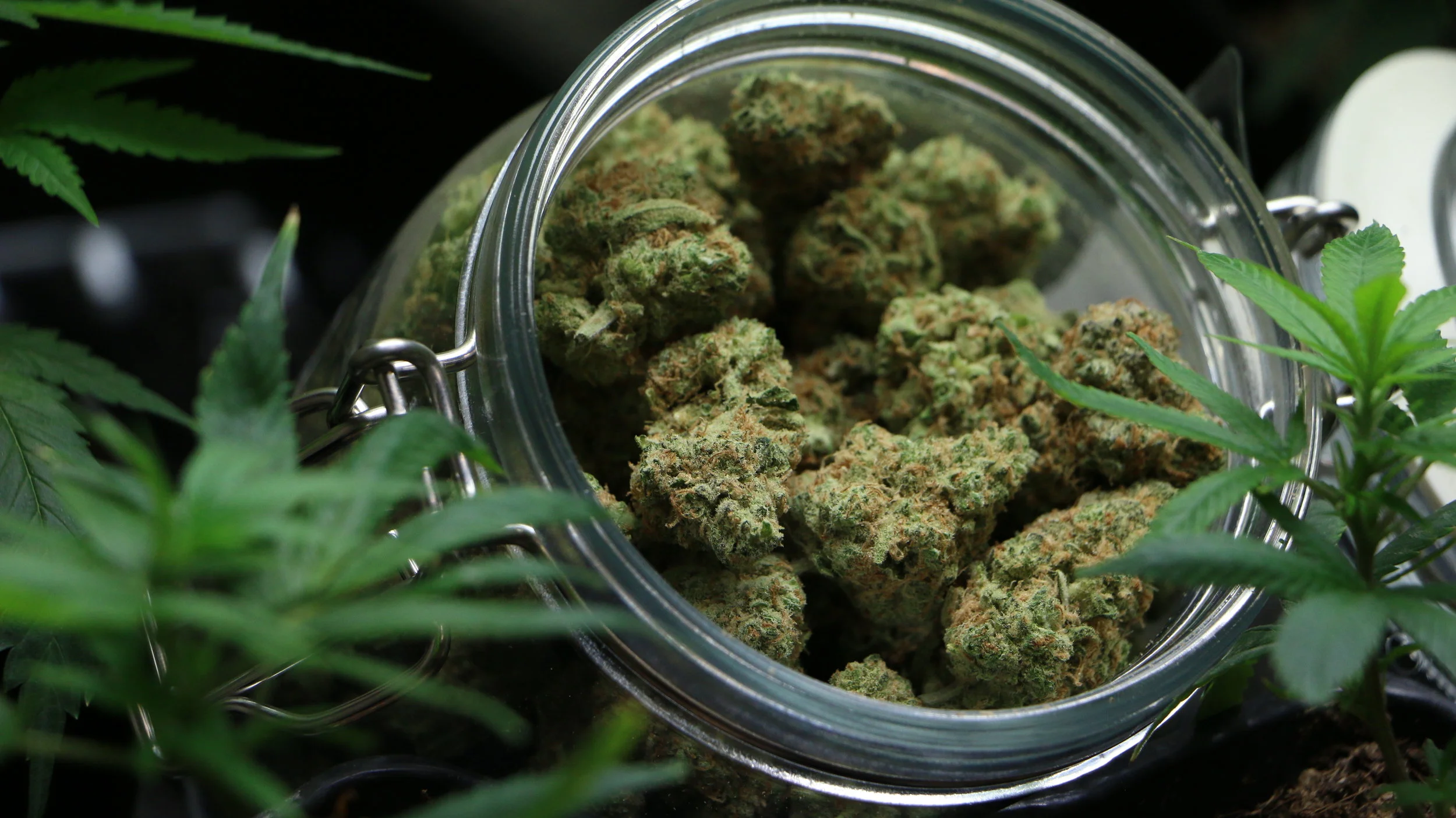 buds and clones pic.JPG