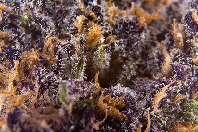 Say &quot;cheese&quot; for Macro Monday! This is one of the excellent fresh drops from @foxhollowflora . A cheese cross, Limburger has a beautiful, funky aroma and a mellow mood. Pick it up now at The Greener Side! 📸@fonaldphotography 
#ommp #recrea