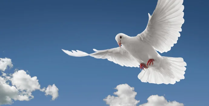 dove.jpg