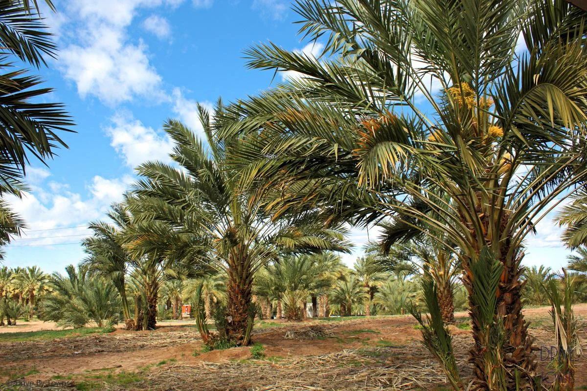 datepalms.jpg