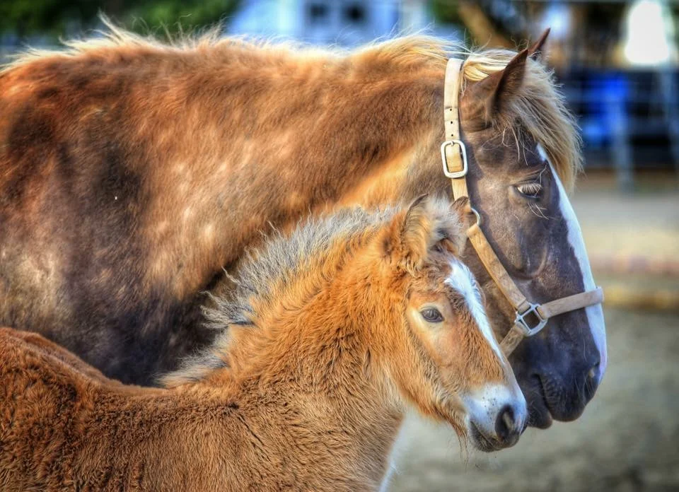  Star with her first foal 