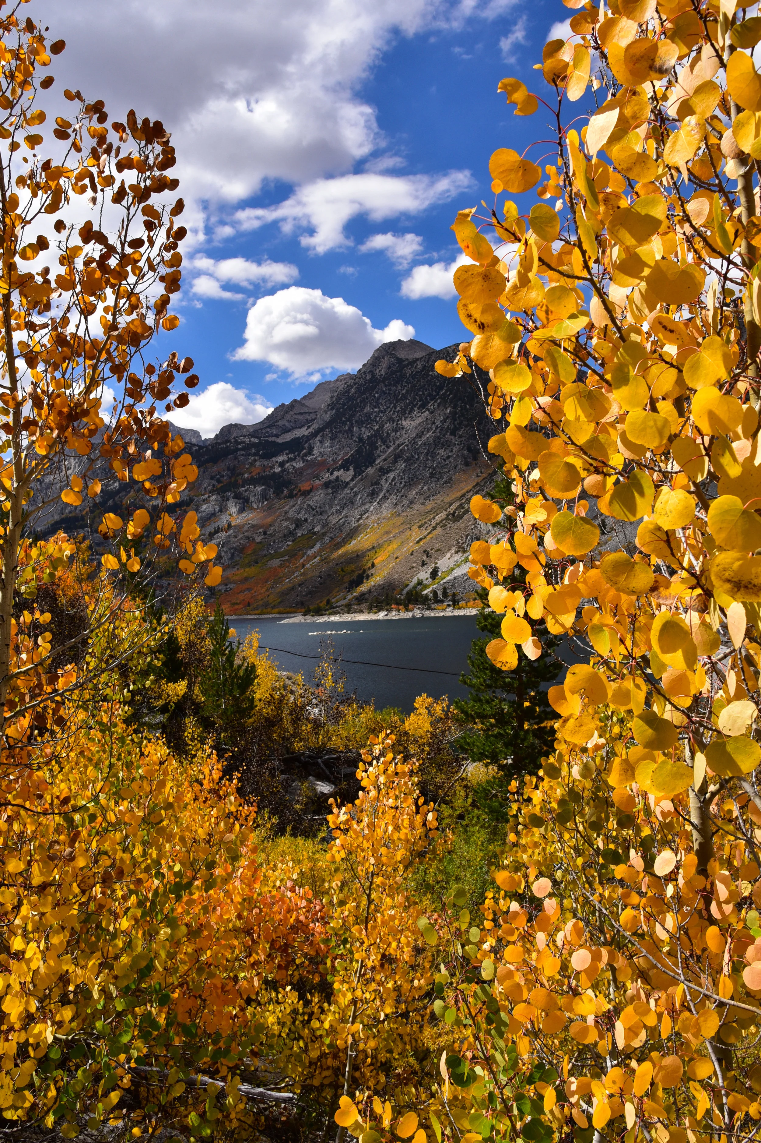 Fall is Golden - Sep 2016
