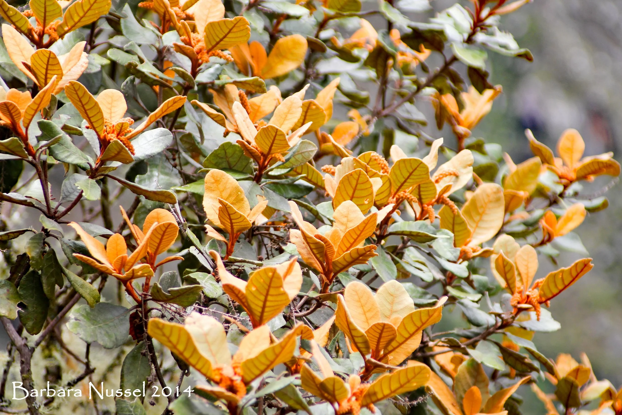 Golden Leaves - Jan 2014