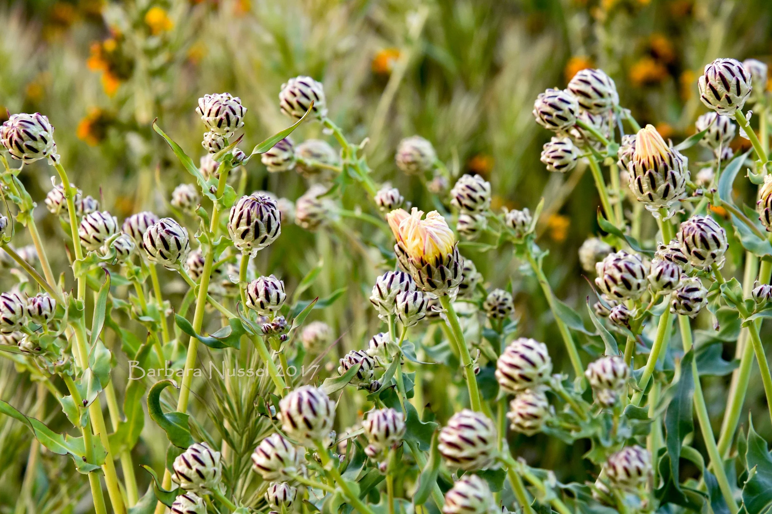 Abundance of Wild Flowers - April 2017