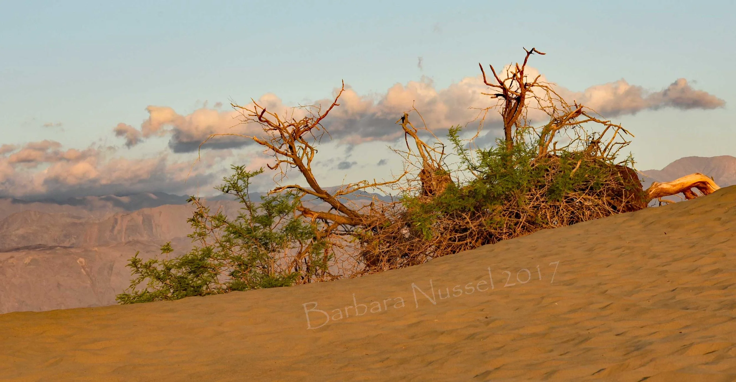 A Desert Morning - April 2017