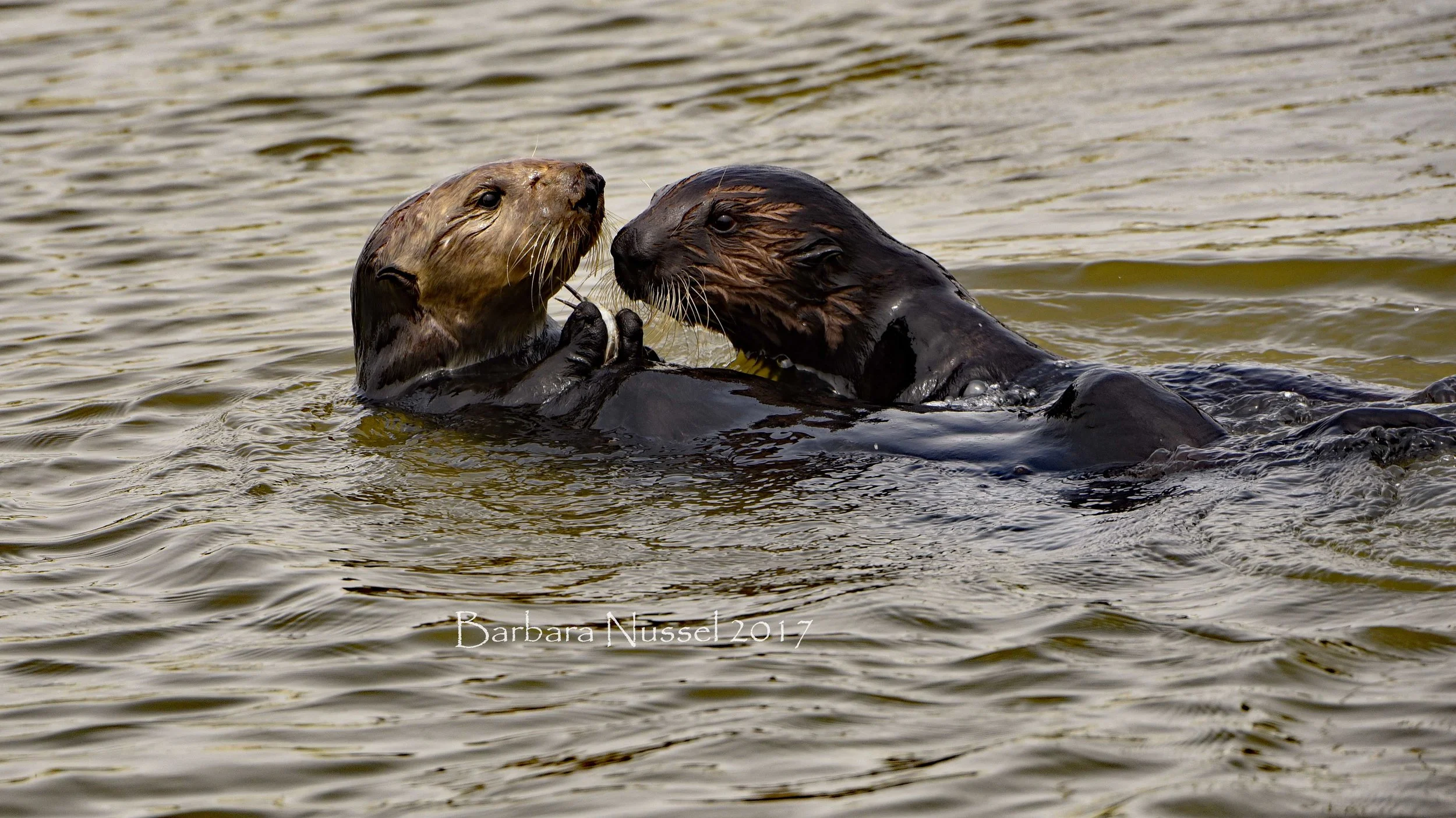 Sea Otters - May 2017