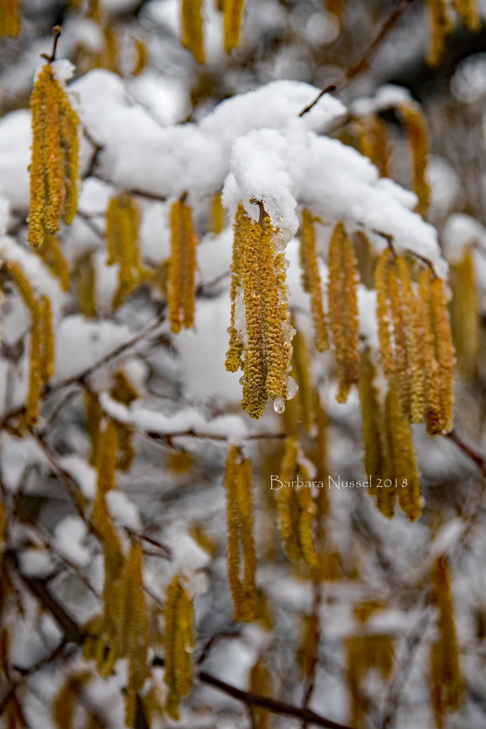 Spring weeps - Feb 2018