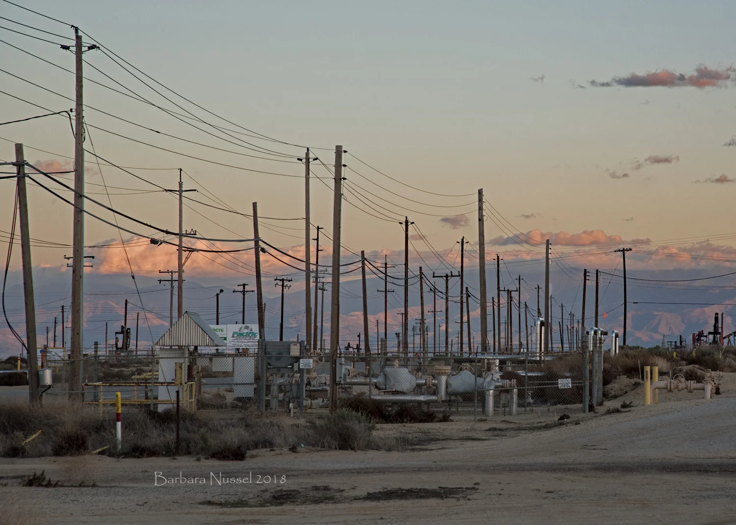 Pole Forest - March 2018