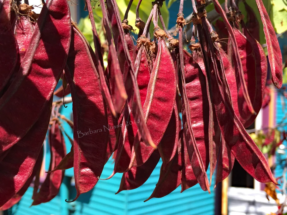 Red Beans - June 2018