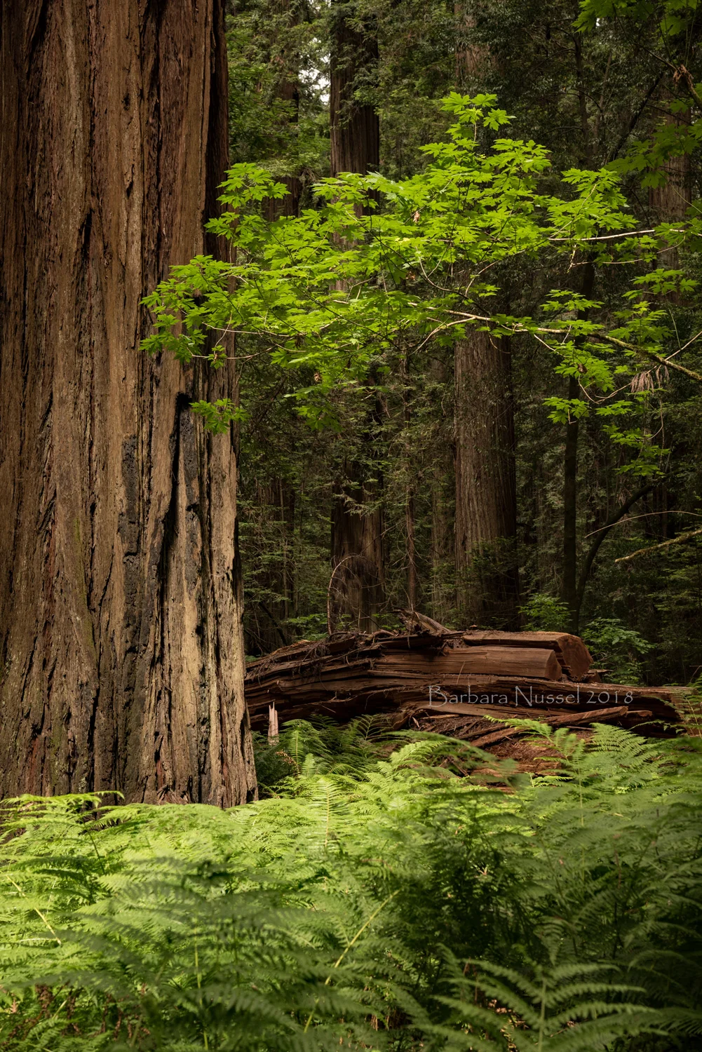 California's Giants - June 2018