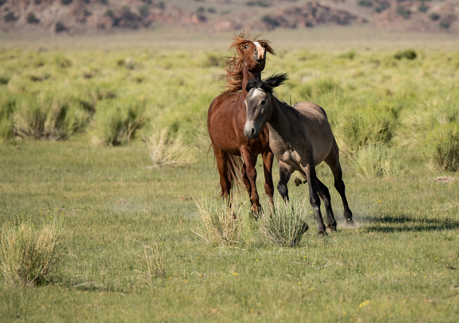 Wild Horses - July 2018