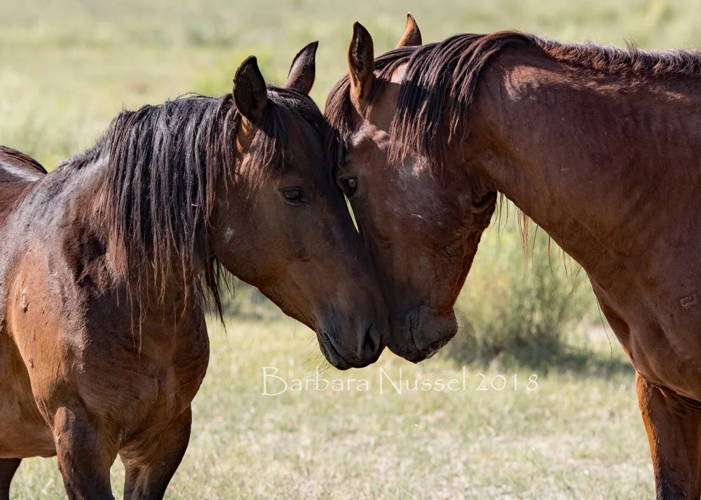 Wild Horses - July 2018