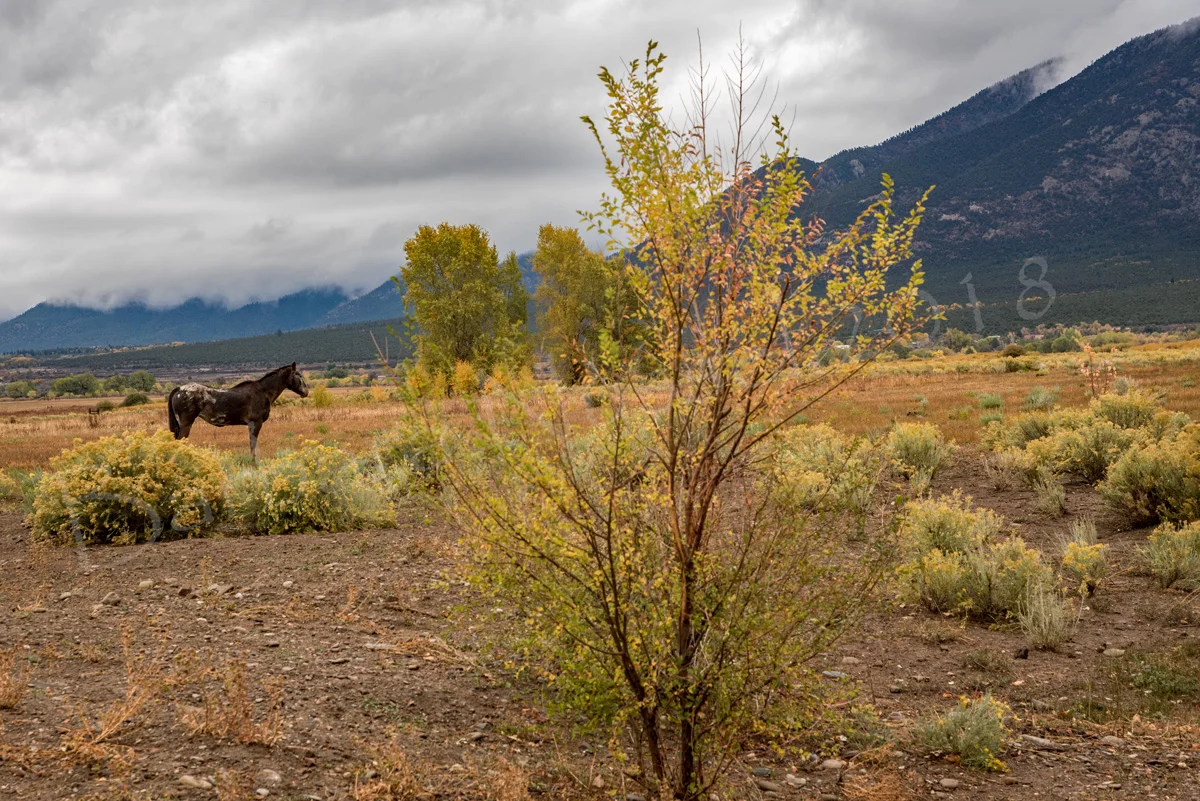 Rainy Autumn Day - Oct 2018