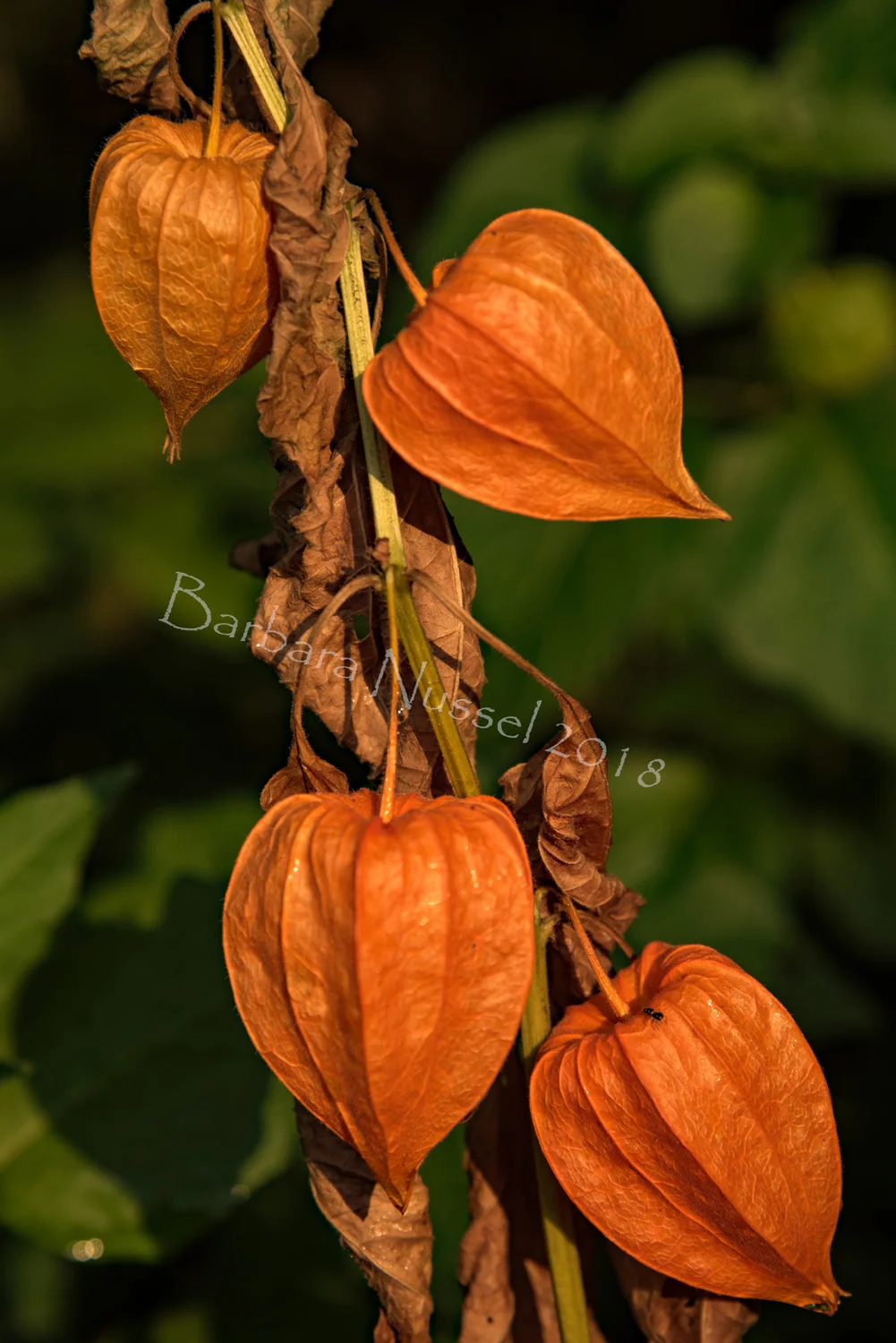 Chinese Lanterns - Aug 2018