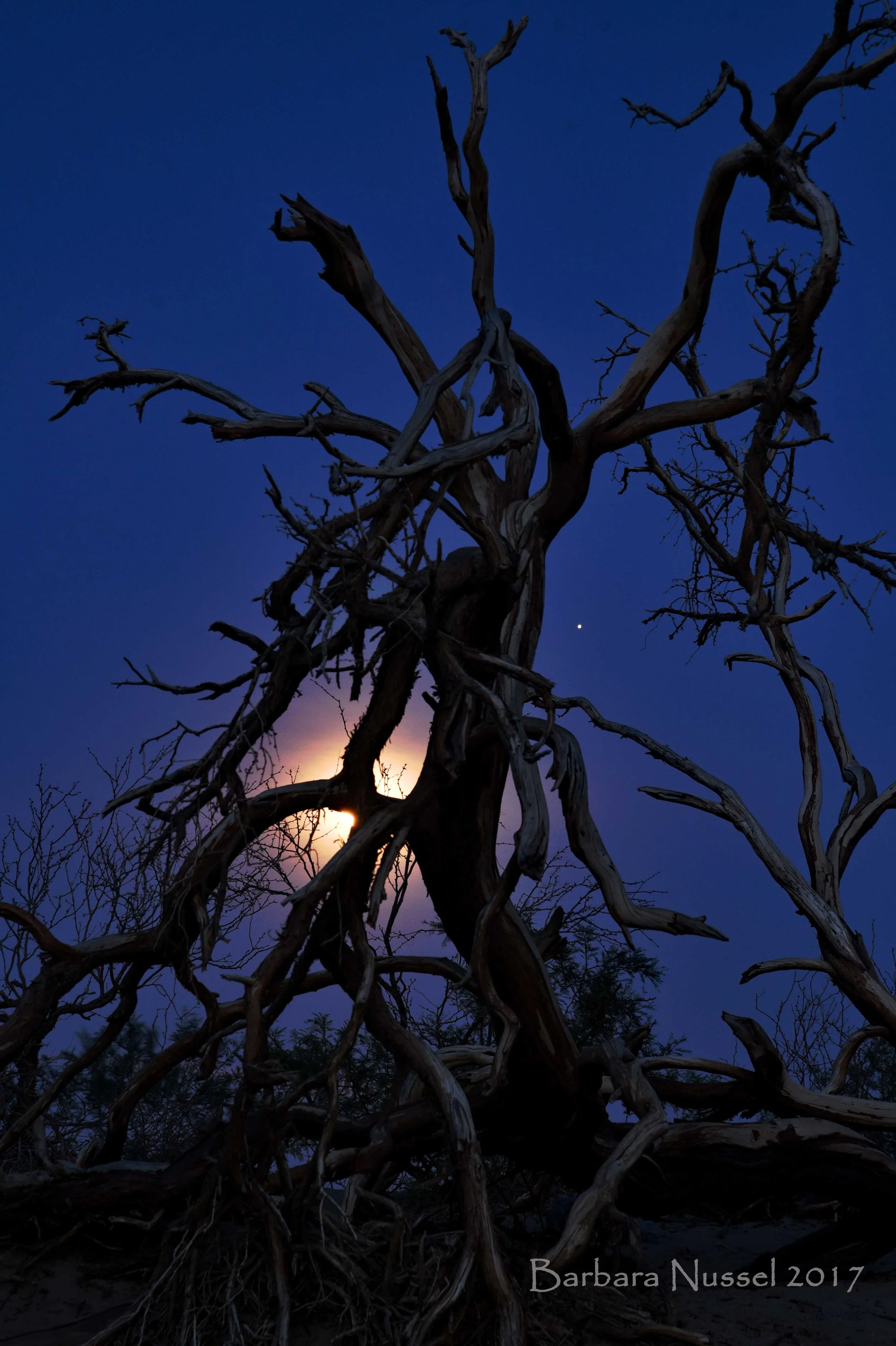 2017-04_BN_Dancing in the Moonlight.jpg