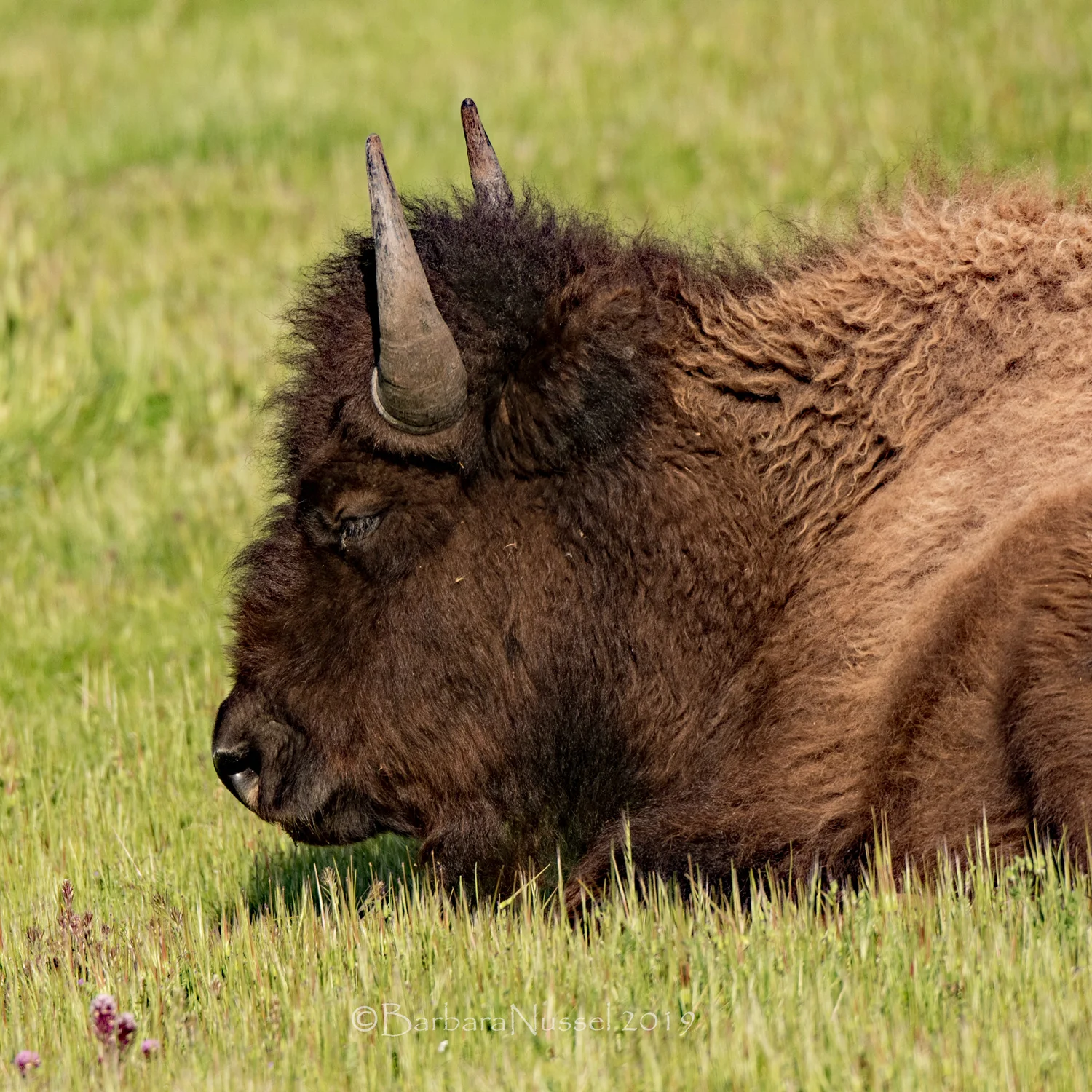 Bison in the meadow - April 2019