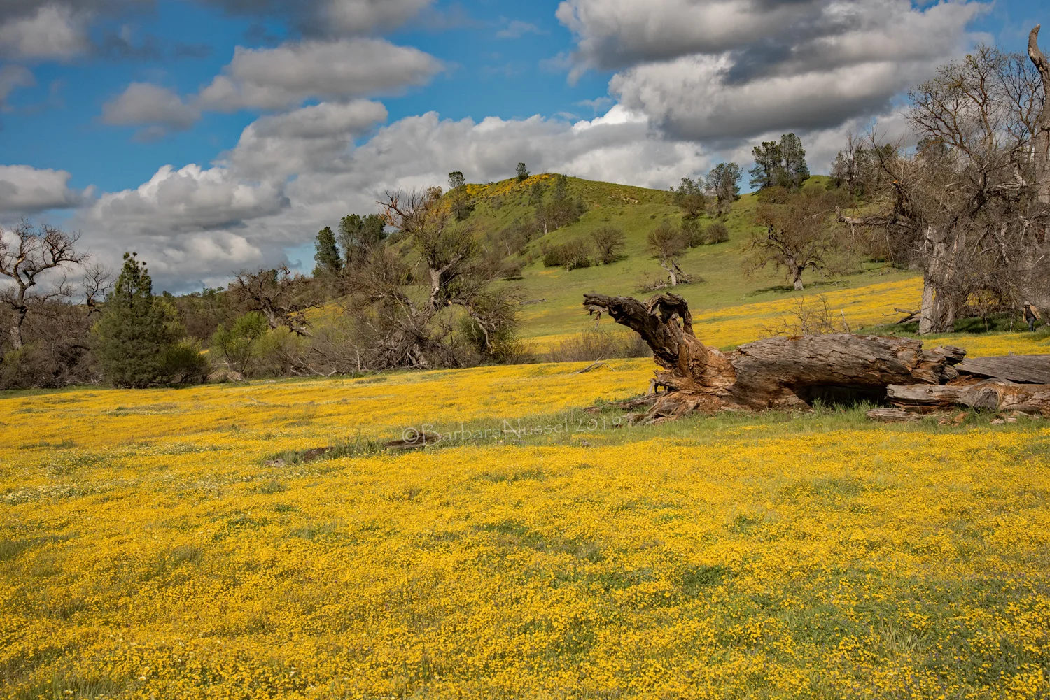 Golden California - April 2019