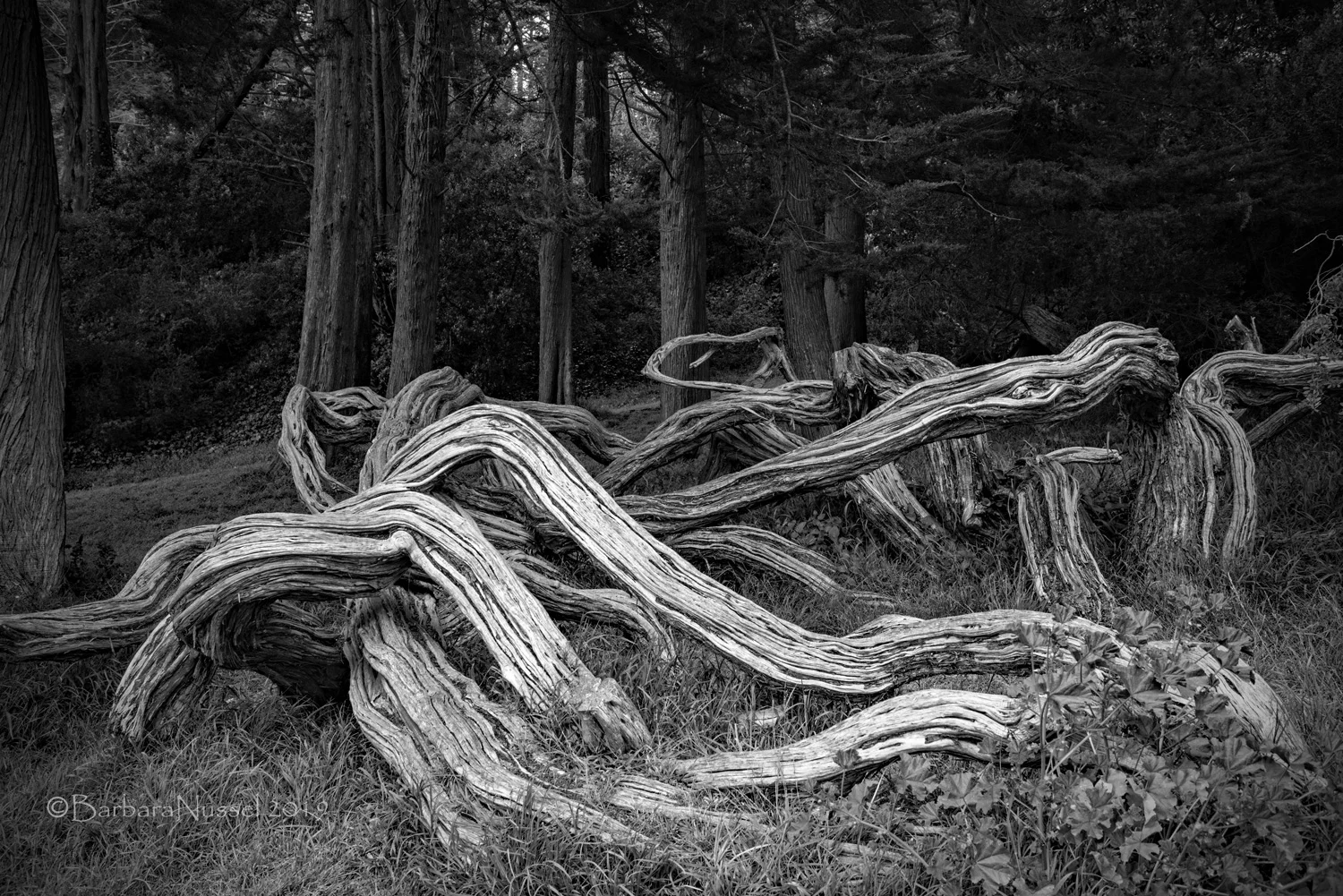 Entangled - May 2019