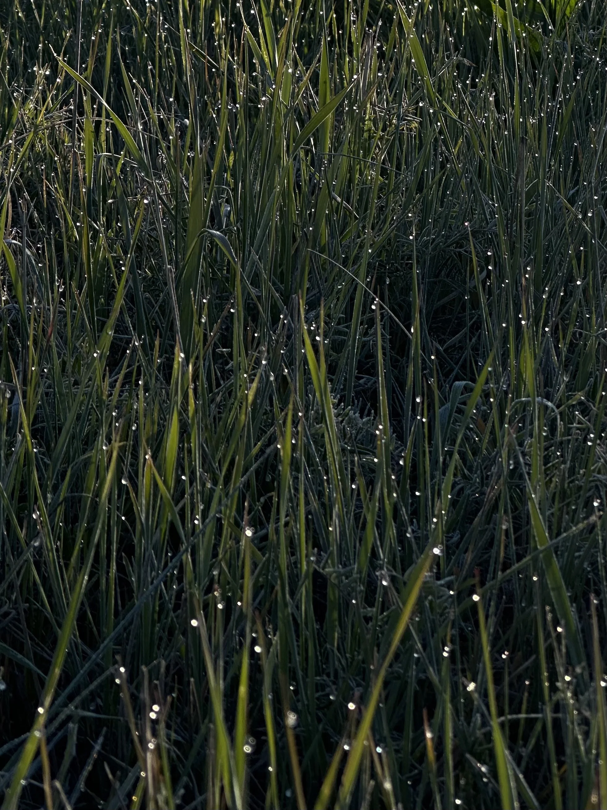 FieldNotesII10.jpeg