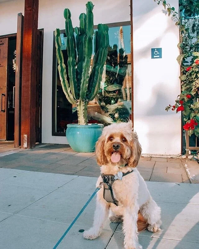 Cuteness overload!🐶 Did you know Pueblo is dog-friendly? Our furry-friends must be leashed, though. :) .
.
Photos by @dogfriendlylife, @beckhamharington, and @normanthecorgan #pueblo_pb #pueblo #pueblopb #pacificbeach #pb #lajolla #pbmexicanfood #mi