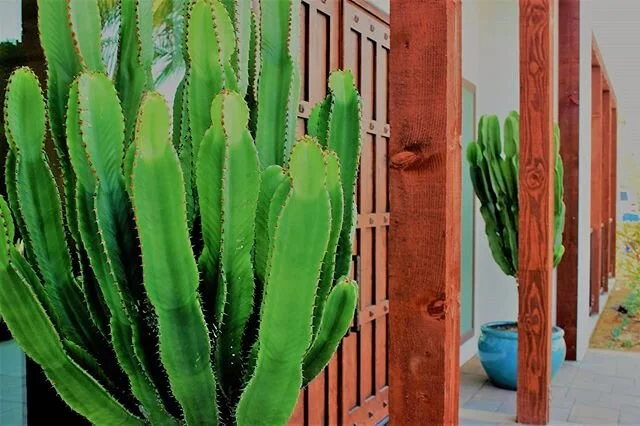 Welcome to Baja North.🌵 Our doors will be open at 9am tomorrow for #FathersDay Brunch! See you then.
.
.
#pueblo_pb #pueblo #pueblopb #pacificbeach #pb #lajolla #pbmexicanfood #missionbeach #missionbay #mexicanfood #sandiego #sandiegomexicanfood #po